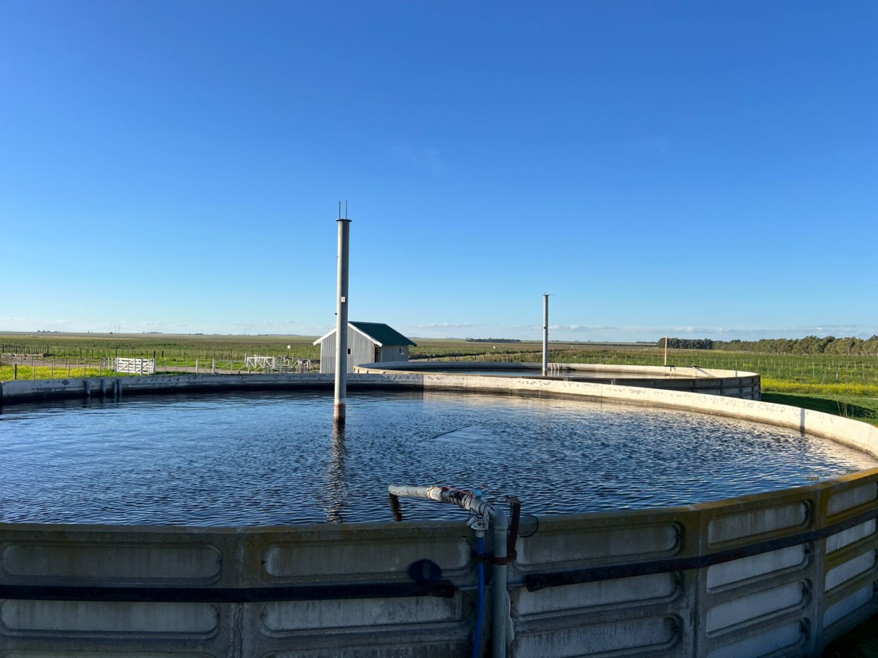 IMPORTANTE CAMPO EN VENTA 802 HAS A 100 KM DE BAHIA BLANCA 