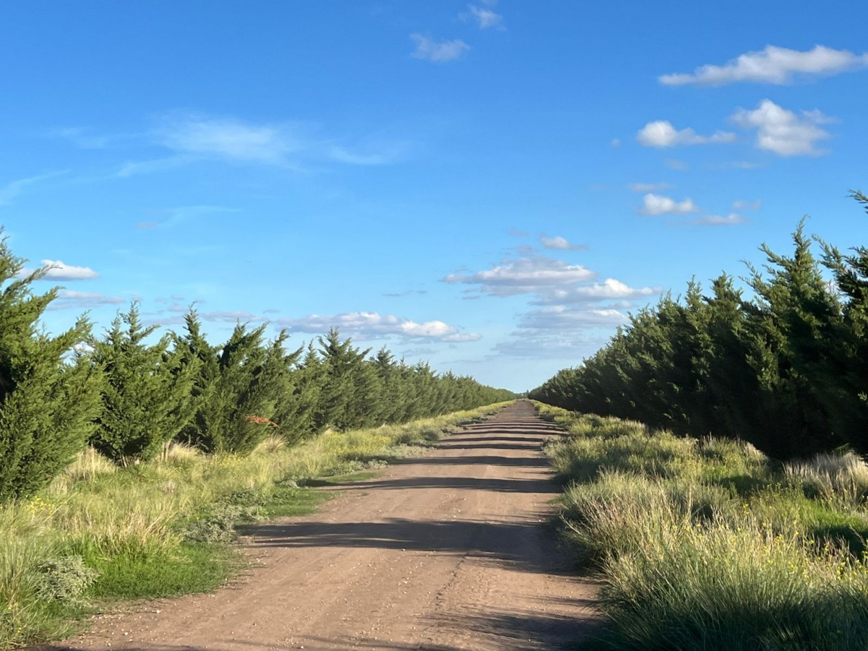 IMPORTANTE CAMPO EN VENTA 802 HAS A 100 KM DE BAHIA BLANCA 