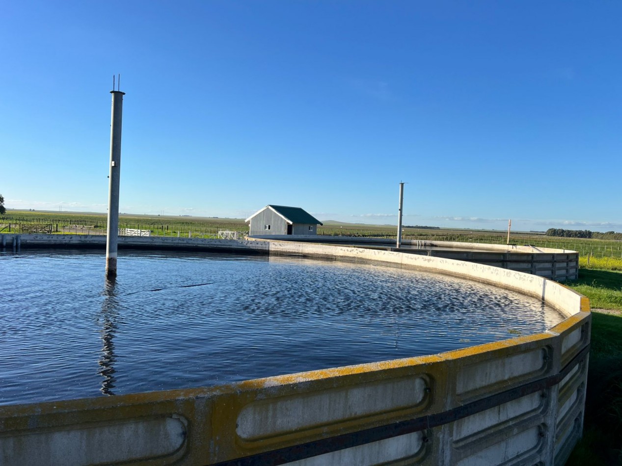 IMPORTANTE CAMPO EN VENTA 802 HAS A 100 KM DE BAHIA BLANCA 