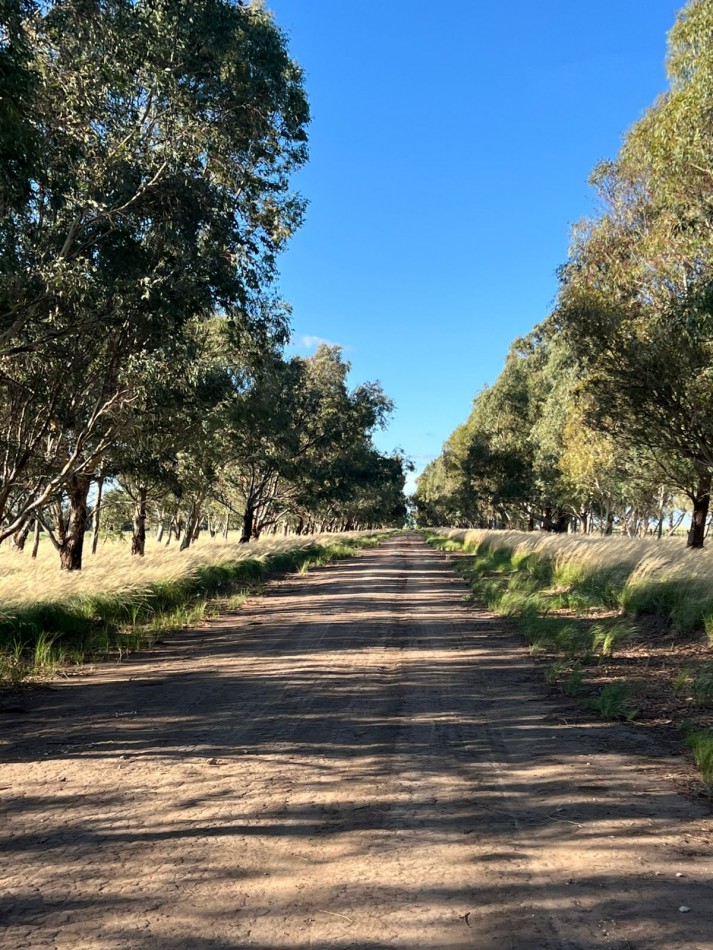 IMPORTANTE CAMPO EN VENTA 802 HAS A 100 KM DE BAHIA BLANCA 